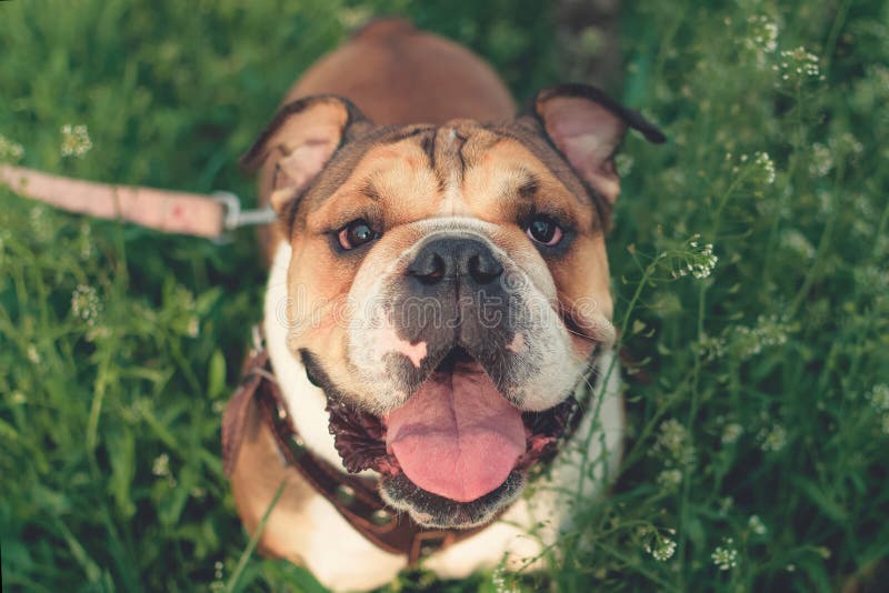 Gelukkige buldoglooppas in de weide Grappige het glimlachen Engelse buldog Het leuke Jonge Engelse buldog spelen in groen gras stock foto's Gelukkige buldoglooppas in de weide Grappige het glimlachen Engelse buldog Het leuke Jonge Engelse buldog spelen in groen gras stock foto's