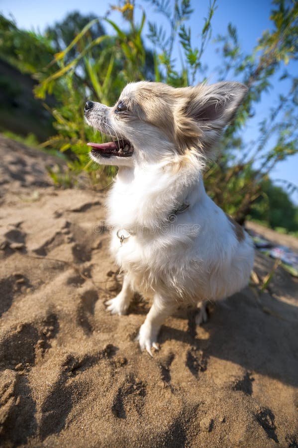 Gelukkige Chihuahua hondclose-up op de zomerstrand royalty-vrije stock afbeeldingen Gelukkige Chihuahua hondclose-up op de zomerstrand royalty-vrije stock afbeeldingen