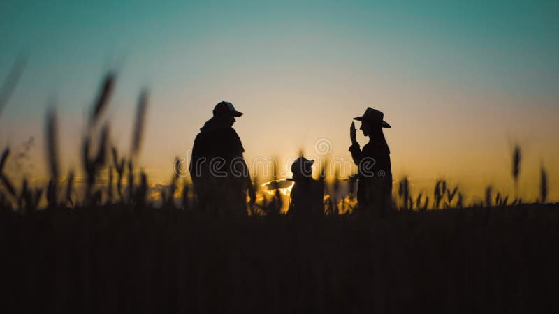 Gelukkige familiesilhouetelers die werken in een tarweveld bij zonsondergang. jonge ouders met hun dochter in een tarweveld