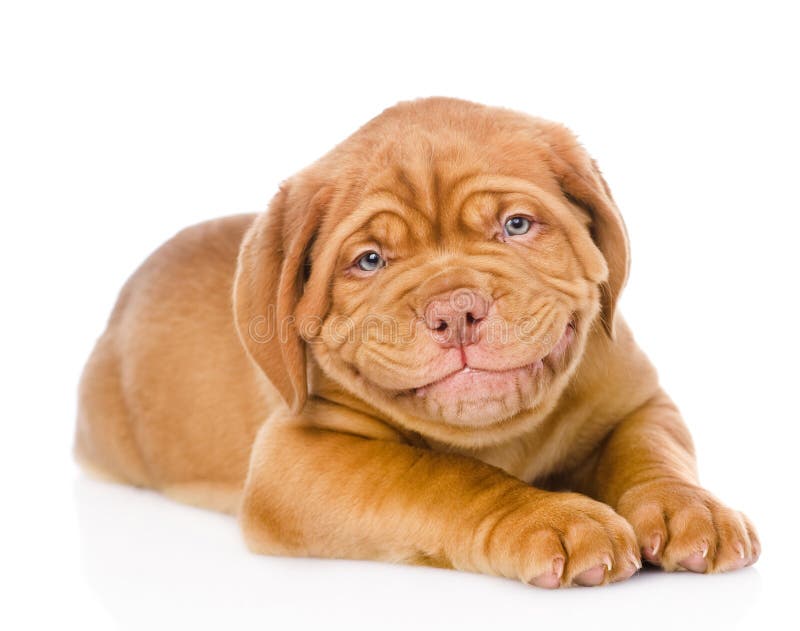 Gelukkige het glimlachen Bordeaux puppyhond Geïsoleerdj op witte achtergrond