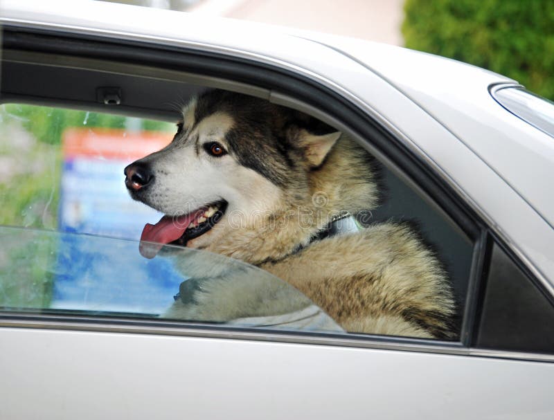 Gelukkige het glimlachen grote hond in auto die op vakantie gaan stock foto's Gelukkige het glimlachen grote hond in auto die op vakantie gaan stock foto's