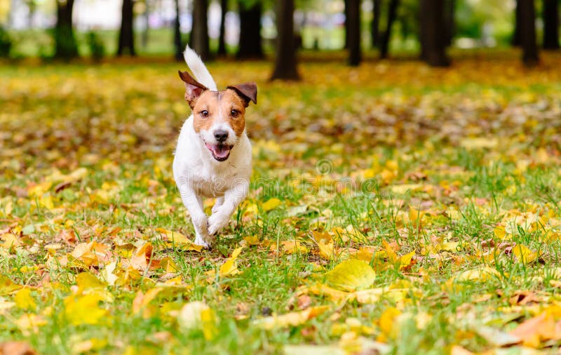 Gelukkige hond die bij park bij gouden de herfstdag lopen royalty-vrije stock afbeeldingen Gelukkige hond die bij park bij gouden de herfstdag lopen royalty-vrije stock afbeeldingen