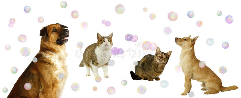 Gelukkige Honden en Katten met Bellen stock foto's Gelukkige Honden en Katten met Bellen stock foto's