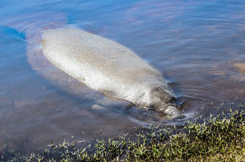 GELUKKIGE MANATEE stock fotografie GELUKKIGE MANATEE stock fotografie