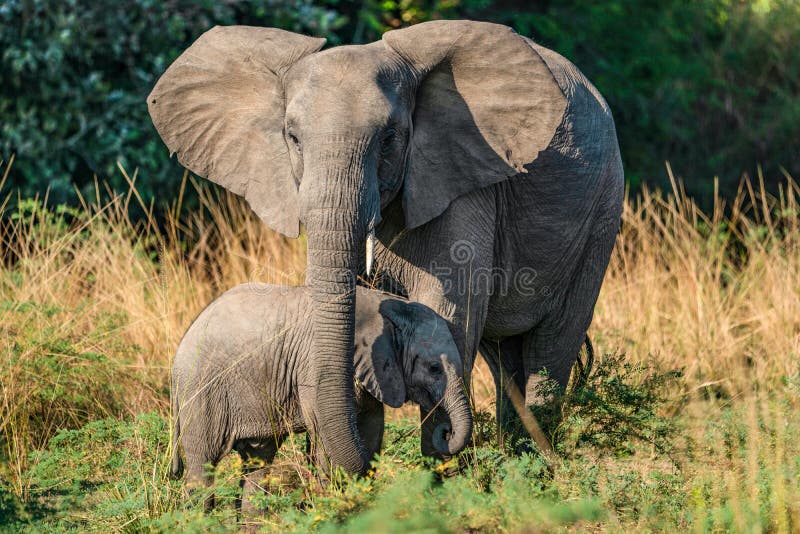 Gelukkige olifantskoe met jongen - Lagere Zambesi NP Zambia royalty-vrije stock afbeelding Gelukkige olifantskoe met jongen - Lagere Zambesi NP Zambia royalty-vrije stock afbeelding