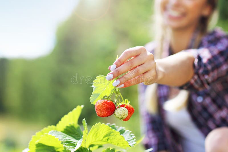 Gelukkige vrouw die verse aardbeien in de tuin verzamelen stock foto Gelukkige vrouw die verse aardbeien in de tuin verzamelen stock foto