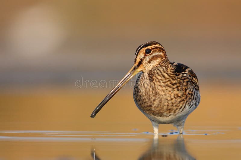 Common snipe feeding in the muddy water. Common snipe feeding in the muddy water