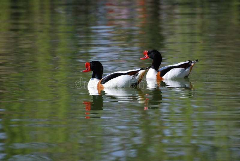 Geläufiges Shelduck lizenzfreies stockbild Geläufiges Shelduck lizenzfreies stockbild