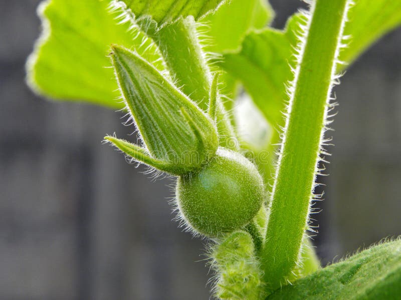 Gem Squash stock photo. Image of vegetable, squash, pumpkins 31409714