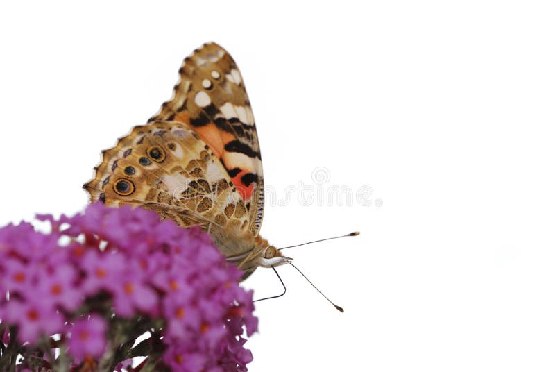 Gemalte Dame Auf Lila Blume Stockfoto - Bild von nahaufnahme, vanessa