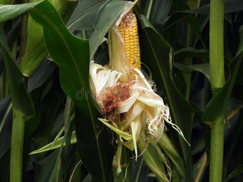 Gemangelde korenaar op cornstalk in FingerLakes NYS stock afbeeldingen Gemangelde korenaar op cornstalk in FingerLakes NYS stock afbeeldingen