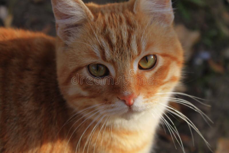 Gember verdwaalde kat die de camera onderzoeken stock afbeelding Gember verdwaalde kat die de camera onderzoeken stock afbeelding