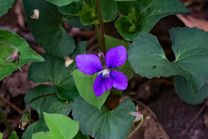 Gemeenschappelijk Blauw Viooltje - Altvioolsororia stock afbeeldingen Gemeenschappelijk Blauw Viooltje - Altvioolsororia stock afbeeldingen