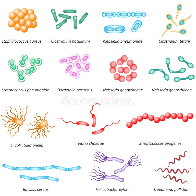 Gemeenschappelijke bacteriëntypes royalty-vrije illustratie Gemeenschappelijke bacteriëntypes royalty-vrije illustratie