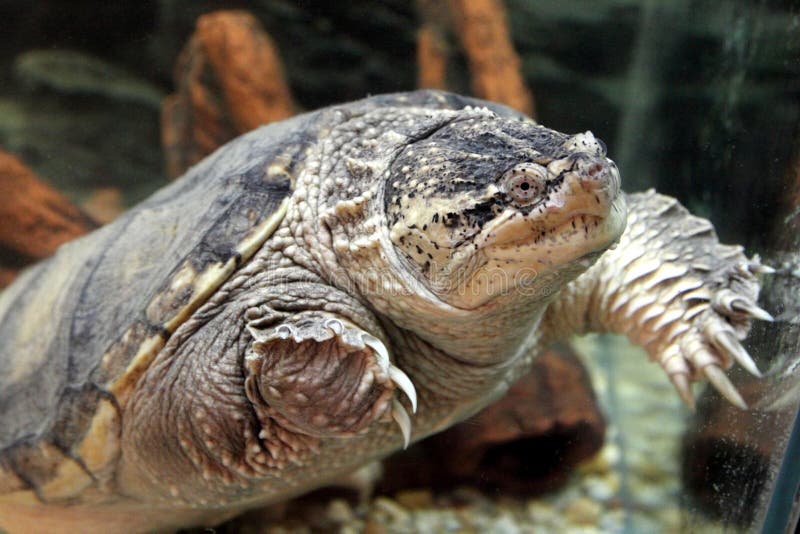 Gemeenschappelijke Brekende Schildpad stock foto's Gemeenschappelijke Brekende Schildpad stock foto's