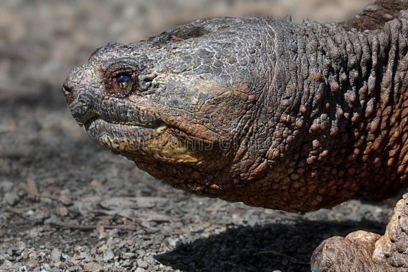 Gemeenschappelijke Brekende Schildpad royalty-vrije stock fotografie Gemeenschappelijke Brekende Schildpad royalty-vrije stock fotografie