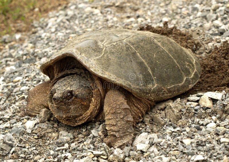 common snapping turtle laying eggs in the dirt. common snapping turtle laying eggs in the dirt