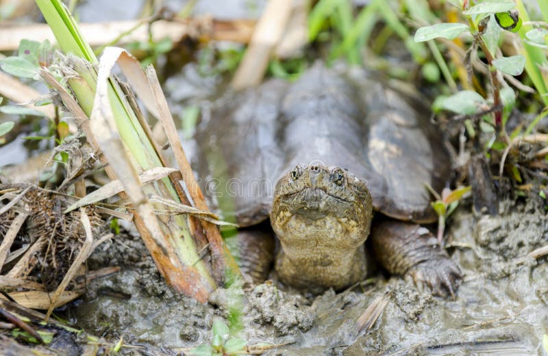 Gemeenschappelijke Brekende Schildpad, Georgië de V.S. royalty-vrije stock fotografie Gemeenschappelijke Brekende Schildpad, Georgië de V.S. royalty-vrije stock fotografie