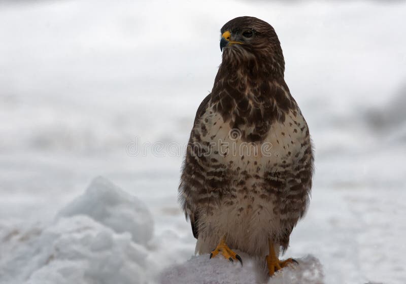 Gemeenschappelijke buizerd in de winter royalty-vrije stock fotografie