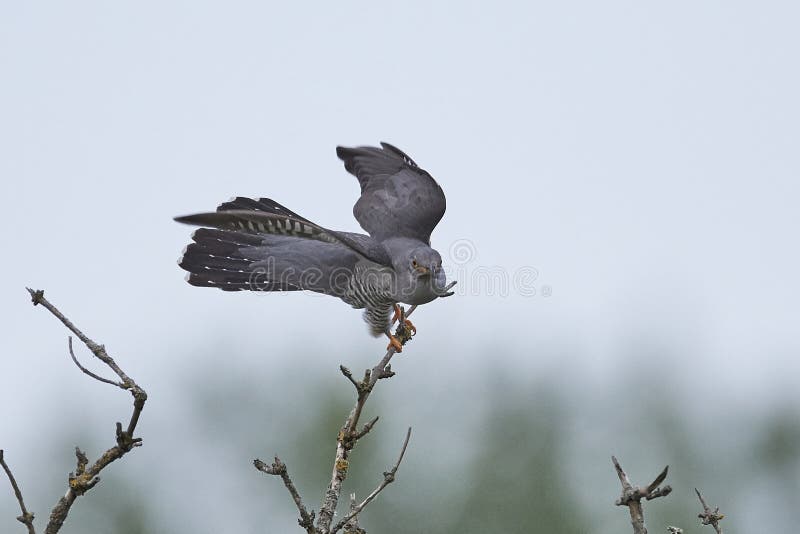 Gemeenschappelijke canorus van Koekoekscuculus stock afbeelding Gemeenschappelijke canorus van Koekoekscuculus stock afbeelding