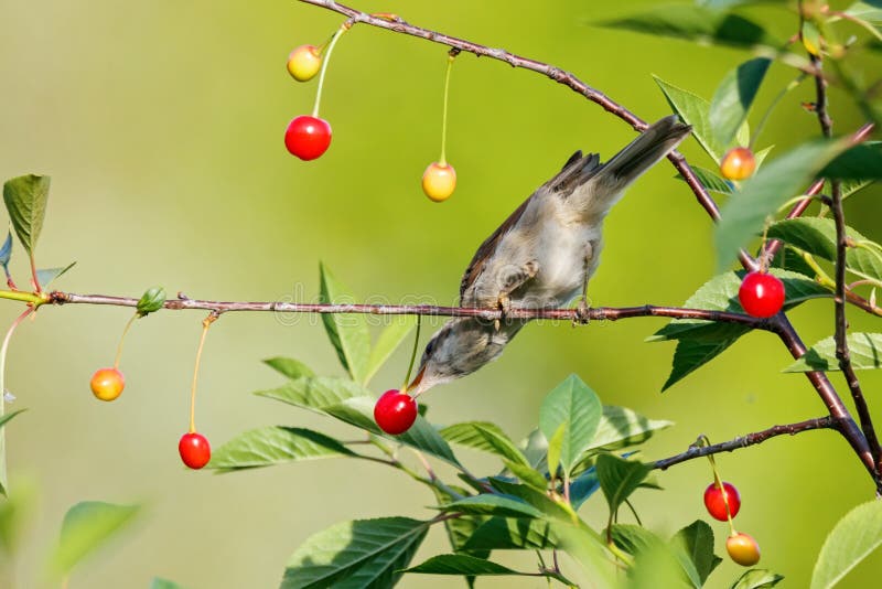 Gemeenschappelijke communis het eten van Whitethroat Sylvia kers stock fotografie Gemeenschappelijke communis het eten van Whitethroat Sylvia kers stock fotografie