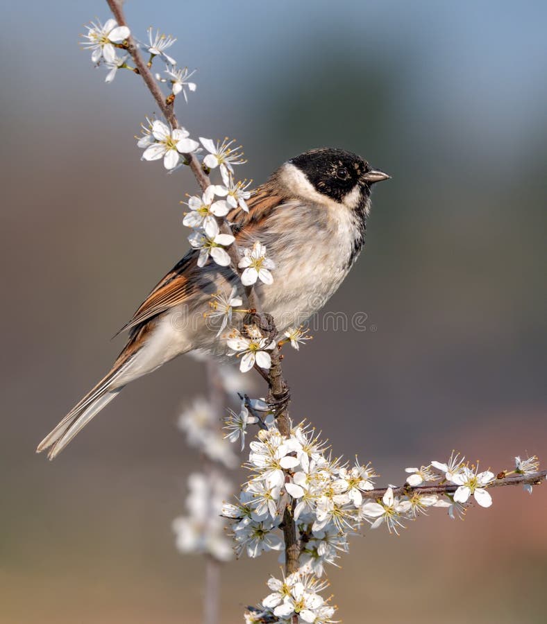 Gemeenschappelijke die schoenichus van Reed Bunting - Emberiza-op een sleedoorntakje wordt neergestreken stock foto's Gemeenschappelijke die schoenichus van Reed Bunting - Emberiza-op een sleedoorntakje wordt neergestreken stock foto's