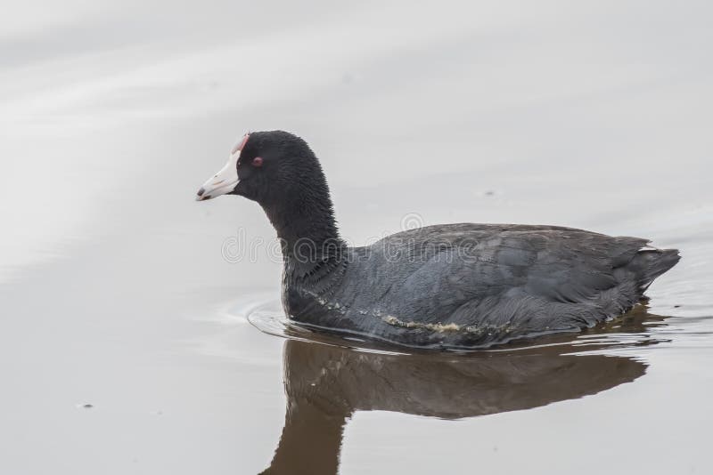 Gemeenschappelijke Duikerchillin in de vijver royalty-vrije stock afbeelding Gemeenschappelijke Duikerchillin in de vijver royalty-vrije stock afbeelding