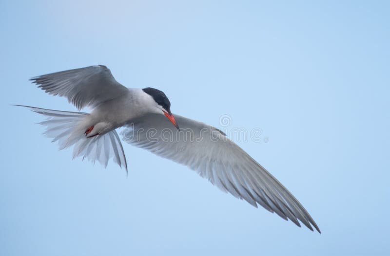 Gemeenschappelijke hirundo van stern tijdens de vlucht borstbeenderen royalty-vrije stock fotografie Gemeenschappelijke hirundo van stern tijdens de vlucht borstbeenderen royalty-vrije stock fotografie