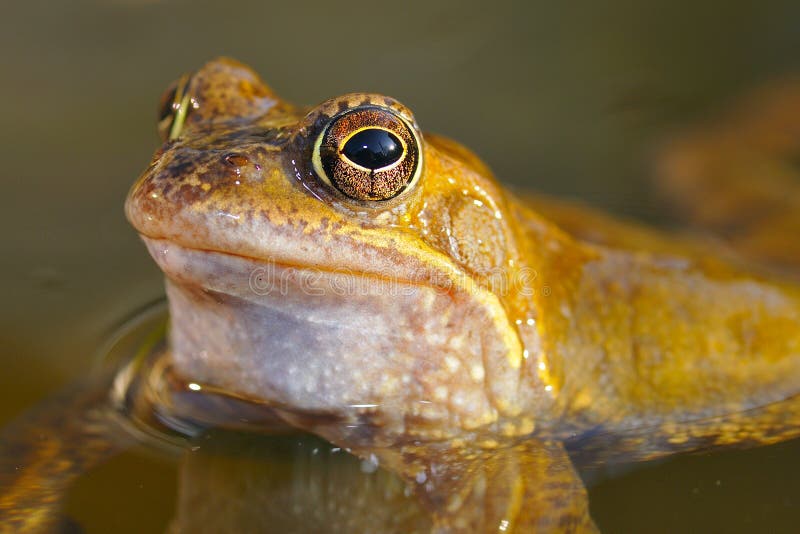 Gewone kikker royalty-vrije stock foto's