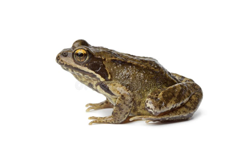Gemeenschappelijk Bruin Kikker Engels Profiel Stock Foto Image of