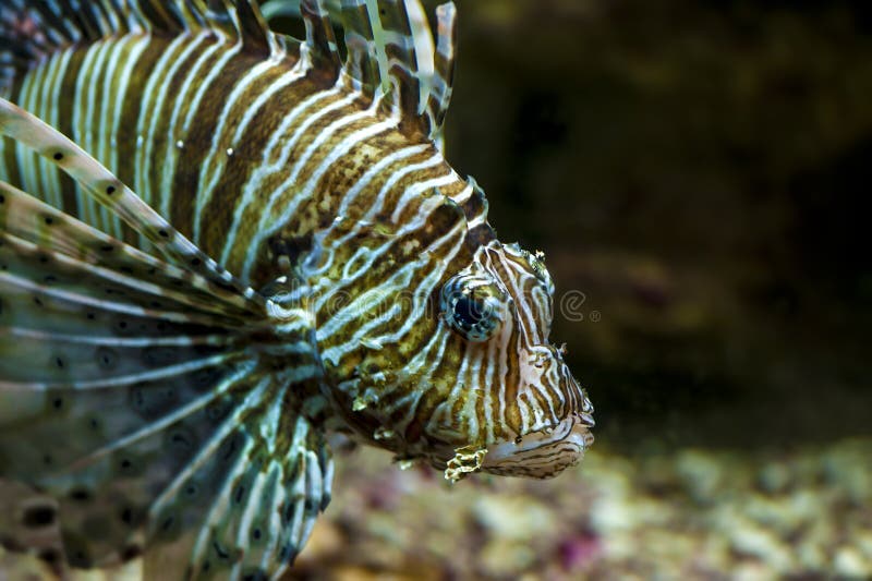 Gemeenschappelijke Lionfish of Duivel firefish (mijlen Pterois) royalty-vrije stock foto Gemeenschappelijke Lionfish of Duivel firefish (mijlen Pterois) royalty-vrije stock foto