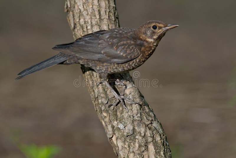 Gemeenschappelijke Merel (Turdus Merula) stock fotografie Gemeenschappelijke Merel (Turdus Merula) stock fotografie
