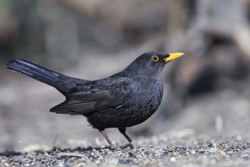 Gemeenschappelijke merula van merelturdus stock afbeelding Gemeenschappelijke merula van merelturdus stock afbeelding