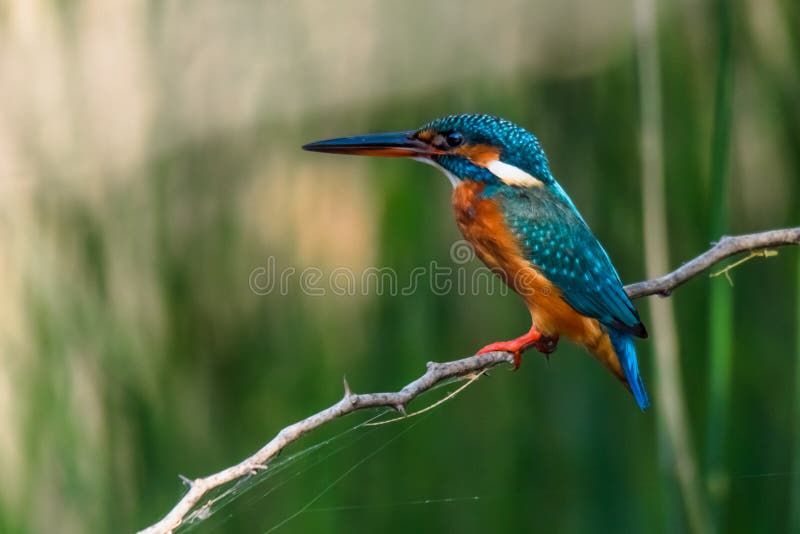Gemeenschappelijke Neergestreken Ijsvogel stock afbeeldingen Gemeenschappelijke Neergestreken Ijsvogel stock afbeeldingen
