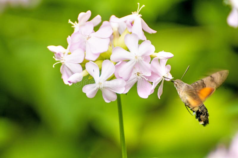 Gemeenschappelijke soapwort met Kolibrie havik-mot royalty-vrije stock afbeeldingen Gemeenschappelijke soapwort met Kolibrie havik-mot royalty-vrije stock afbeeldingen