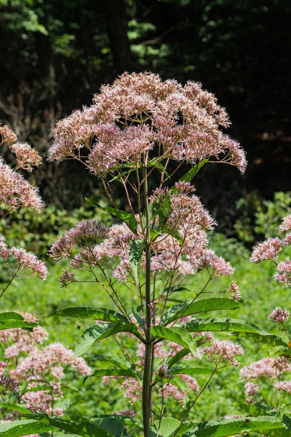 Gemeenschappelijke syriaca van Milkweed †„Asclepias stock afbeelding Gemeenschappelijke syriaca van Milkweed †„Asclepias stock afbeelding