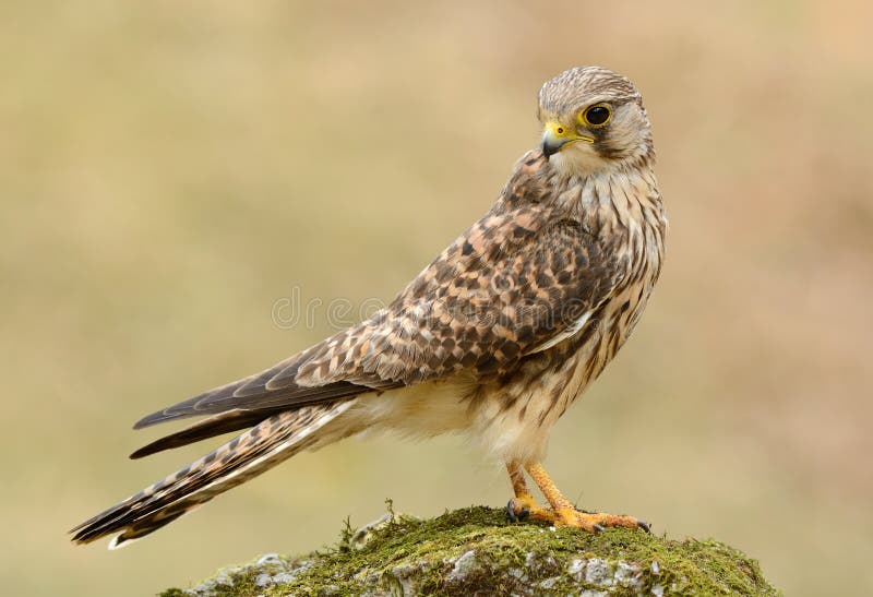 Gemeenschappelijke tinnunculus van Torenvalkfalco stock afbeeldingen Gemeenschappelijke tinnunculus van Torenvalkfalco stock afbeeldingen