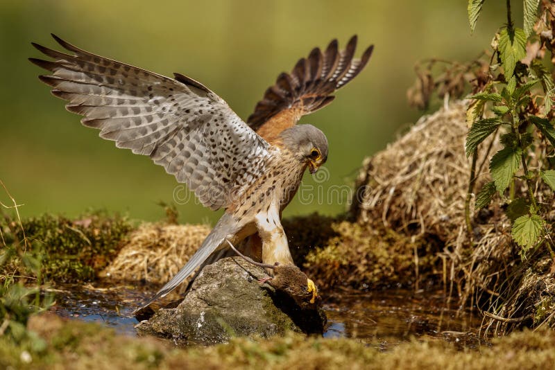 Gemeenschappelijke Torenvalk die weinig muis, Falco-tinnunculus jagen stock afbeeldingen Gemeenschappelijke Torenvalk die weinig muis, Falco-tinnunculus jagen stock afbeeldingen