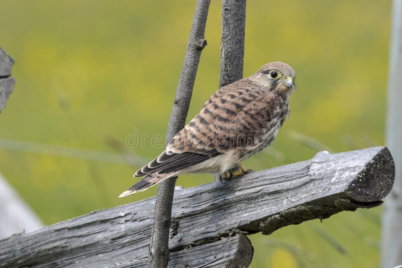 Gemeenschappelijke Torenvalk (Falco tinnunculus) stock fotografie Gemeenschappelijke Torenvalk (Falco tinnunculus) stock fotografie