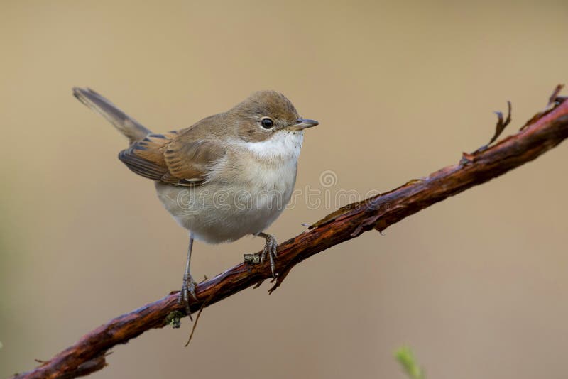 Gemeenschappelijke whitethroat communis Sylvia neergestreken op een takje royalty-vrije stock afbeelding Gemeenschappelijke whitethroat communis Sylvia neergestreken op een takje royalty-vrije stock afbeelding