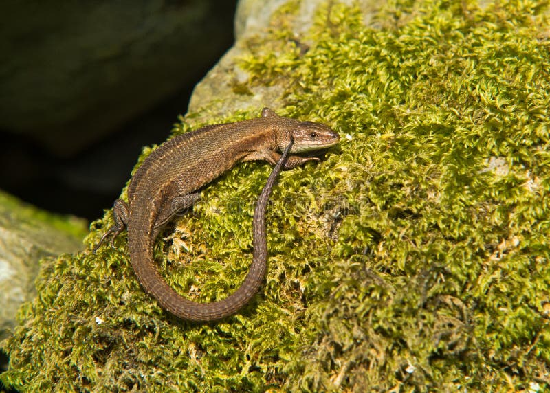 Gemeine Eidechse (Viviparous) Stockbild Bild von kontakt, viviparous