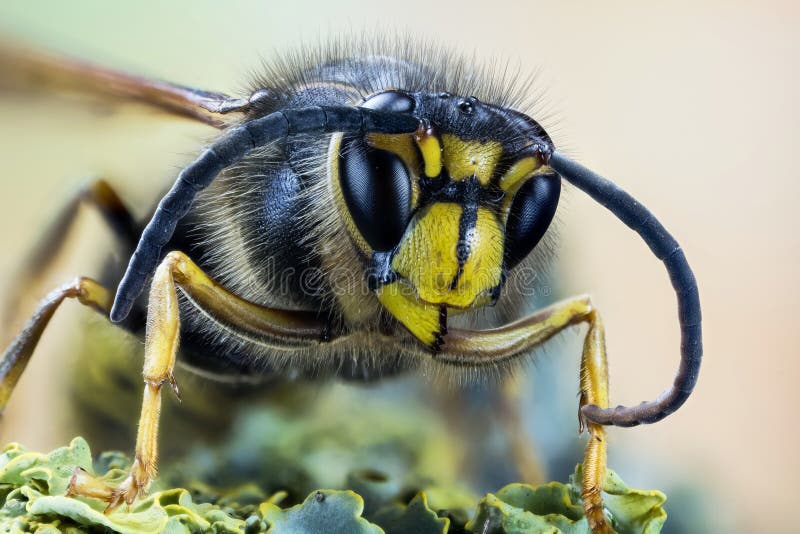 Focus Stacking - Common Wasp, Wasp. Focus Stacking - Common Wasp, Wasp
