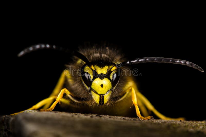A close-up shot of a common wasp facing forward, with a natural dark background. A close-up shot of a common wasp facing forward, with a natural dark background.