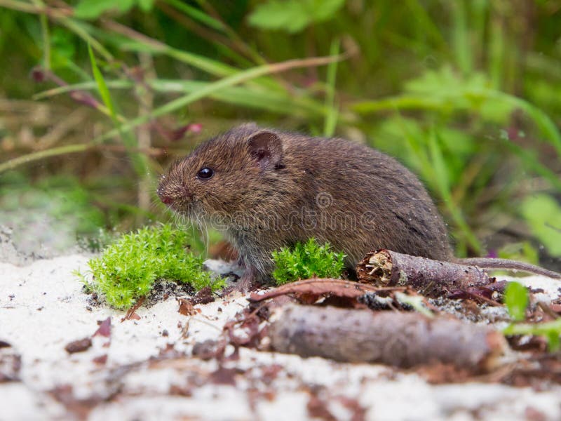 Gemeinsames Wühlmaus Microtus Arvalis Erwachsengraben Stockfoto Bild