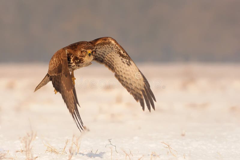 Gemeiner Bussard, der über das schneebedeckte lanscape fliegt lizenzfreie stockfotos Gemeiner Bussard, der über das schneebedeckte lanscape fliegt lizenzfreie stockfotos