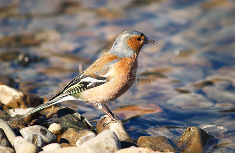 Gemeiner Chaffinch lizenzfreies stockfoto Gemeiner Chaffinch lizenzfreies stockfoto
