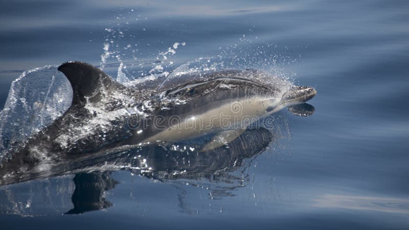 Gemeiner Delphin lizenzfreies stockfoto Gemeiner Delphin lizenzfreies stockfoto