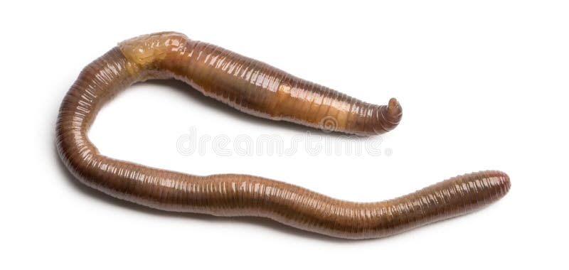 Gemeiner Regenwurm angesehen vom hohen Hoch, Lumbricus-terrestris lizenzfreie stockfotos Gemeiner Regenwurm angesehen vom hohen Hoch, Lumbricus-terrestris lizenzfreie stockfotos