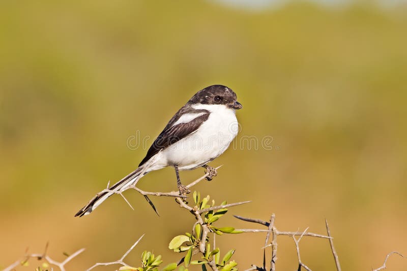 Gemeiner steuerlicher Würgervogel auf Dornenbaum stockfotografie Gemeiner steuerlicher Würgervogel auf Dornenbaum stockfotografie