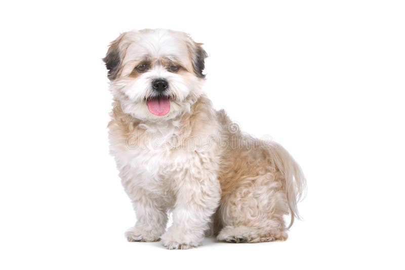 Gemengde rassen boomer hond stock afbeeldingen Gemengde rassen boomer hond stock afbeeldingen